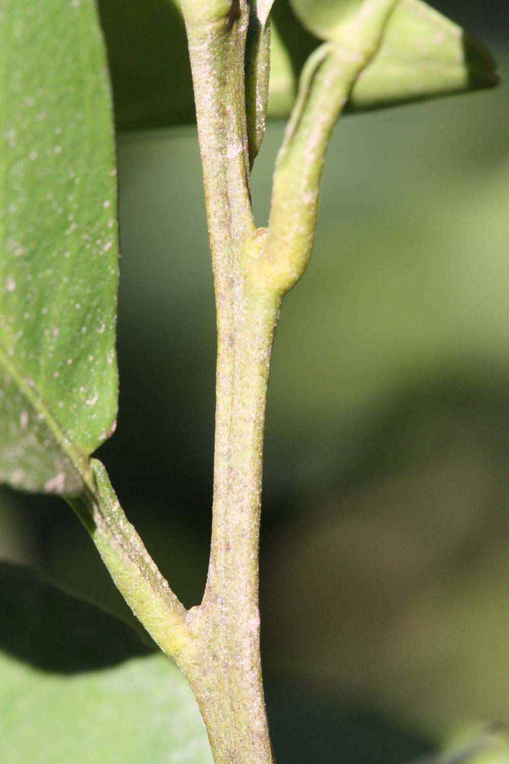              First year twig (Riverside, CA)       